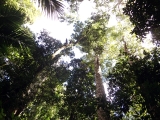 07 The dense canopy means that the walk is predominantly shaded