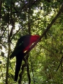 04 The birdlife includes King Parrots