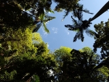 06 Don't just look down, look up at the magnificent canopy