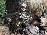 19 It's not just the big things that make the Box Forest walk so beautiful
