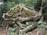 29 The Strangler Fig even targets rocks