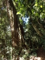 26 The Box Forest circuit, like all forest, has its share of Strangler Figs
