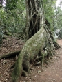 30 The roots of the Strangler Fig grow 'cathedral' style
