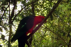 04 The birdlife includes King Parrots