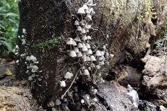 19 It's not just the big things that make the Box Forest walk so beautiful