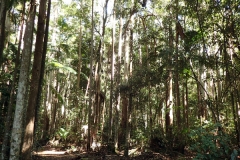 The trail starts in cool rainforest with a reasonably dense canopy