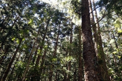 The dense canopy allows only a dappled sunlight to peek through