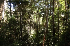 Under the canopy the walking is cool and shaded