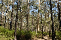 When you emerge from the rainforest and pine plantation the trail is more exposed through the drier open forest