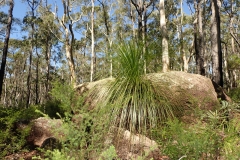 Xanthorrhoea glauca (Grasstree) are a unique and iconic Australian species