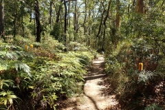 The trail through the open forest is lined with ferns, banksia and other shrubs and wildflowers