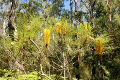 Another of the reasons I love this walk are the yellow banksia (Banksia spinulosa var. collina)