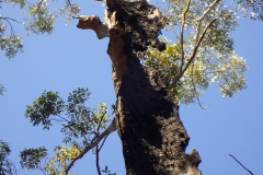 And trees that have borne the brunt of bushfires yet tenaciously hang on to life