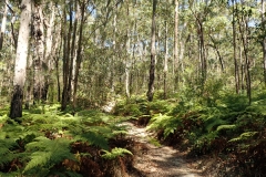 The dense foliage along the trail provides a multitude of opportunities to view smaller Australian flora