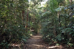 And finally you re-enter the cool rainforest for the final kilometre